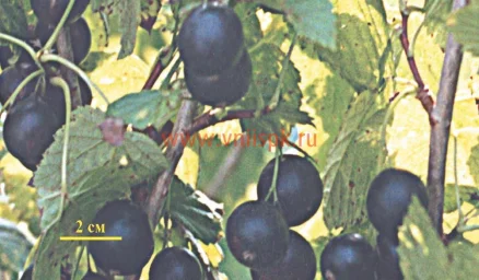 Сорт смородины черной Аркадия 0