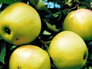 Сорт яблони Исеть Белая