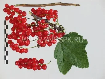 Сорт смородины красной Дана 0