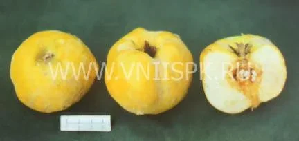 Сорт айвы Тепловская 0