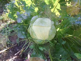 Сорт капусты Каменная голова