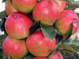 Сорт яблони Валюта