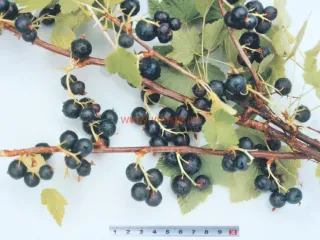 Сорт смородины черной Реформа