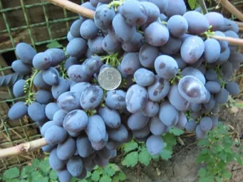 Сорт винограда Гала 0