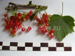 Сорт смородины красной Серёжка