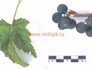 Сорт смородины черной Нестер Козин