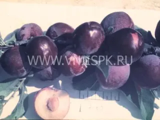 Сорт сливы китайской Сувенир Востока
