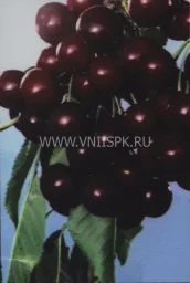Сорт черешни Жаннет 0