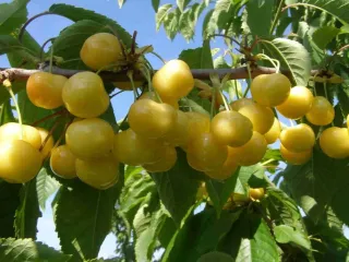Сорт черешни Солнечная (Черешня)