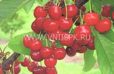 Сорт черешни Донецкий Уголек 0