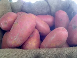 Сорт картофеля Лаура