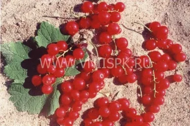 Сорт смородины красной Эрстлинг Аус Фирланден 0