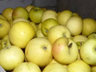 Сорт яблони Славянка