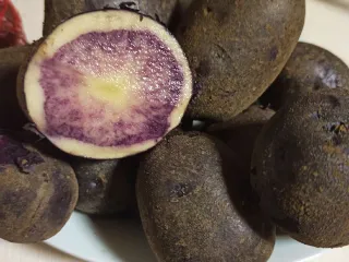 Сорт картофеля Индиго