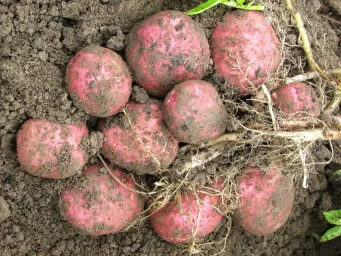 Сорт картофеля Изюминка 1
