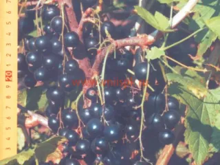 Сорт смородины черной Мулатка (Смородина Черная)