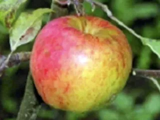 Сорт яблони Дружное