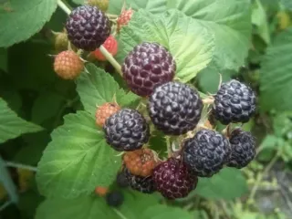 Сорт малины Кумберленд (черная малина)