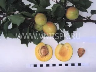 Сорт абрикоса Эсделик (Алаша)