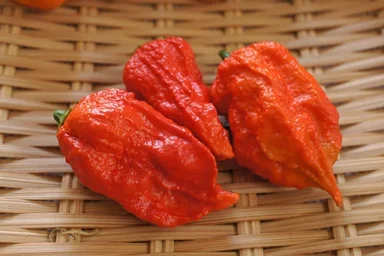 Сорт перца Бхут Джолокия (Bhut Jolokia) 1