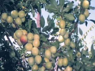 Сорт сливы китайской Людмила