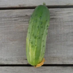 Сорт огурца Надежный 0