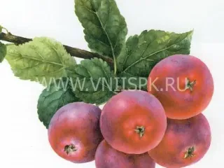 Сорт яблони Алтайский Голубок