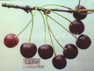 Сорт вишни Игрицкая