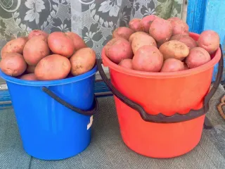 Сорт картофеля Ермак
