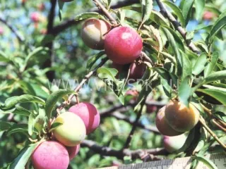 Сорт сливы китайской Красный Шар