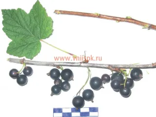 Сорт смородины черной Звёздная