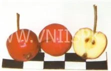 Сорт яблони Живинка 0