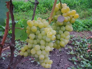 Сорт винограда Юбилейный
