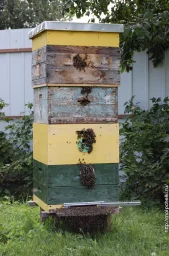 Пчелам раздолье