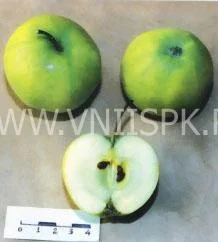 Сорт яблони Башкирский Изумруд 0