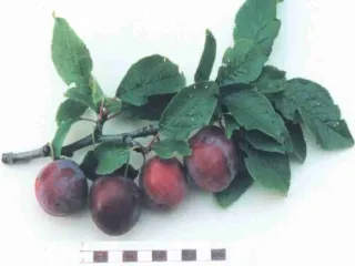 Сорт сливы домашней Ренклод Теньковский