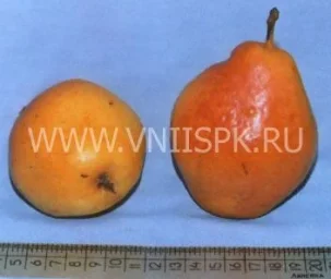 Сорт груши Нарт 0