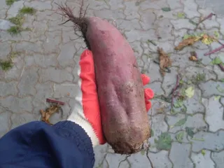 Сорт свеклы Цилиндра