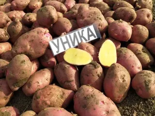Сорт картофеля Уника