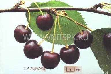 Сорт черешни Одринка 0