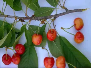 Сорт черешни Витивница