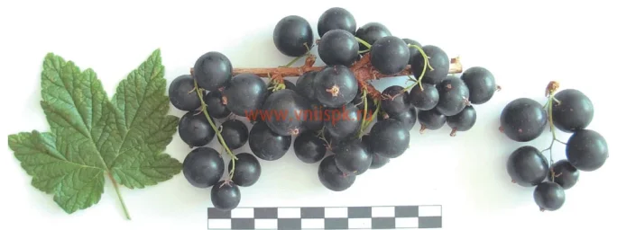 Сорт смородины черной Сокровище 0