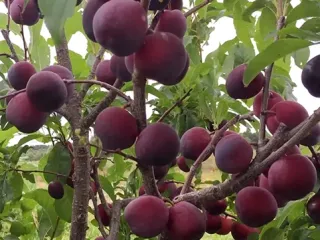 Сорт сливы Аленушка