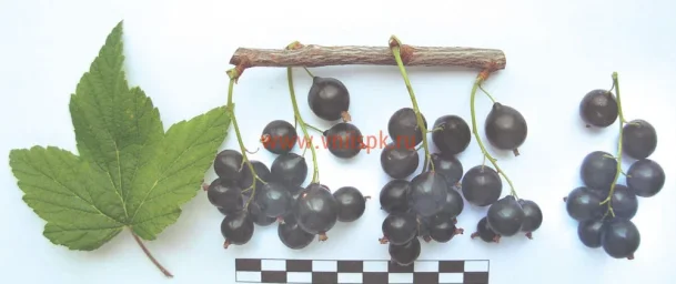 Сорт смородины черной Чёрный Аист 0