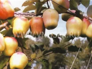 Сорт яблони Память Есаулу