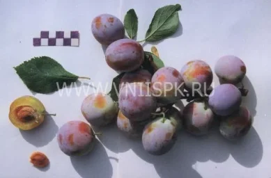 Сорт сливы домашней Волгоградская 0