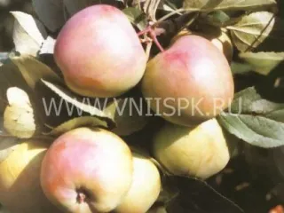 Сорт яблони Соколовское