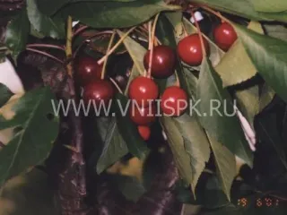 Сорт вишни Гриот Остгеймский