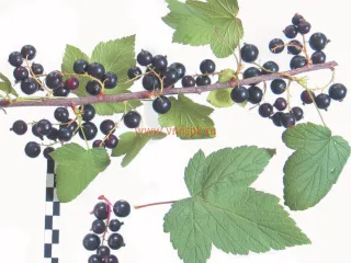 Сорт смородины черной Лентяй