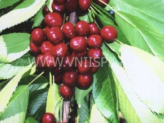 Сорт черешни Кавказская